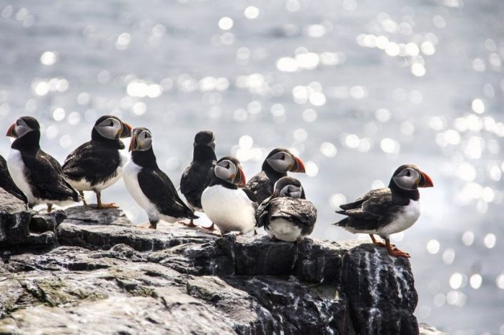 Puffins