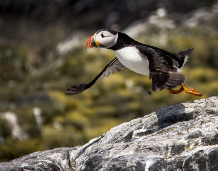 Puffin