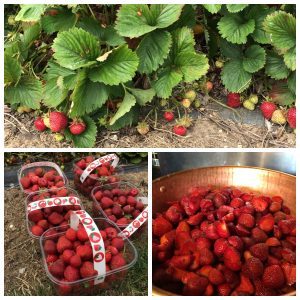 Strawberries for homemade jam