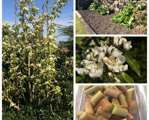 Market Cross Guest House Homegrown Fruit