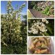 Market Cross Guest House Homegrown Fruit