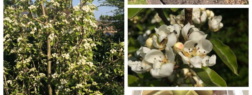 Market Cross Guest House Homegrown Fruit
