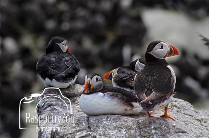 Puffins