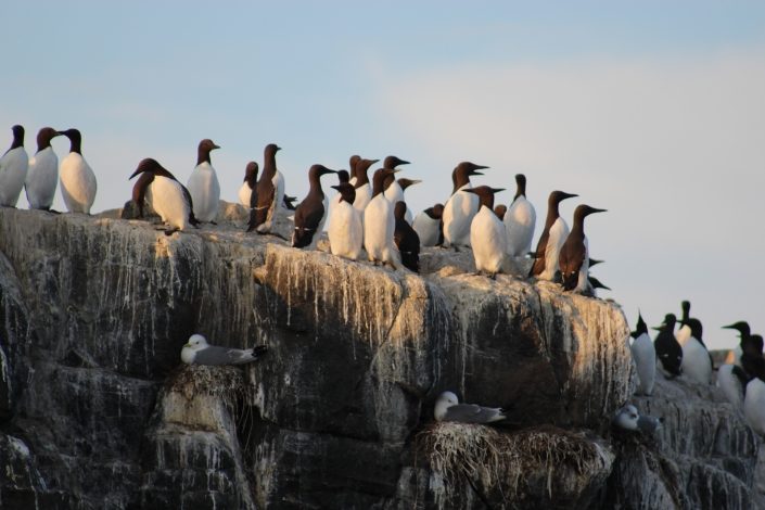 Birds on the Farne Islands