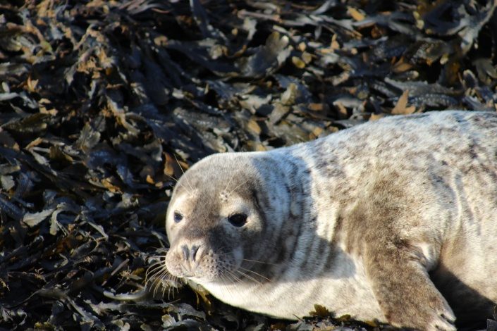 Cute Seal