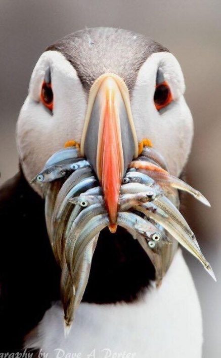 Puffin with sand eels