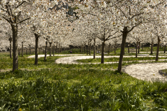 Alnwick Gardens Cherry Blossom